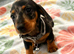 Silver dapple miniature male left