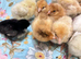 Chicken chicks
