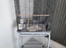 Baby conure with new cage