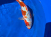 Home bred 10&rdquo; koi carp