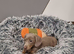 ️Mini Dachshund Pups Fully vaccinated Ready Now️