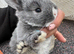 Mini lop x