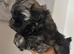 Shih-poo
