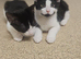 Bkk/white kittens ready to go ASAP 1 BOY 1 GIRL