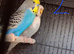 Breeding pairs of budgies