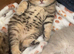 BSH kitten for sale