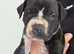 American Bulldog old tipe