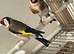 Goldfinch