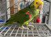 Double Yellow Headed Amazon Parrot Only 4 Years old !!LOWEST PRICED AMAZON ON FREEADS!! Lancashire