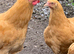 Young trio of Buff Orpington’s