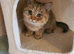 Gorgeous Pedigree Golden British Shorthair Kitten