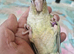 Hand rare baby Conure