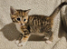 Part bengal kittens