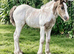 Shire X Traditional Filly to make over 15.0 hh