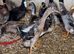 Lovely selection of drakes