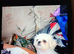 4 beautiful pugzu puppies