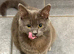 Lovely British shorthair male