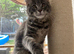 Giant Maine Coons TICA reg