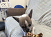 Daisy the frenchie