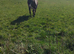 Lovely kind sweet TB 16.1 for sale very sad sale only as I don't have the time to produce her on as she has been backed and we are riding but o