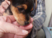Beautiful jack Russell puppies ready to leave tomorrow