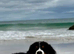 DUE THIS WEEK WAITING LIST OPEN ULTRA BERNEDOODLES