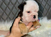 KC Registered English Bulldog Puppies Looking for Loving Homes