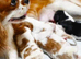 Cavalier x cavapoo puppies fully vaccinated