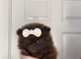 KC registered Pretty Pom Puppies