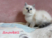 Absolutely beautiful Persian/ragdoll Kittens Persian