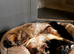 Fluffy toy Korean morkie puppies