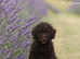 Spanish water dog RKC register