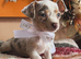 Lilic&cream chiweenies