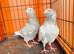 Pakistani pigeons highflyers