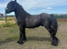 Unregistered fell colt
