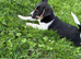 Jack Russell pups for sale