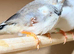 Zebra finches