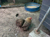 2 pekin bantam hens