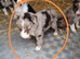 Last border collie puppy
