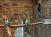 Gorgeous young Rosellas