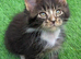 Champion Sired Maine Coon Kittens TICA Registered
