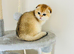 Gold chinchilla Scottish fold girl