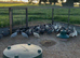 Guinea fowl eggs for sale & keets