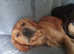 Proven IF dark golden retriever