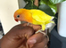 Hand tamed Lovebird