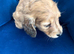 chocolate dapple boy mini long haired dachshund