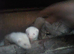 Young ferrets for sale