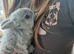 Netherland dwarfs bunnies 3 girls 1 boy