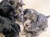 MALTIPOO pups
