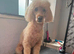 Poodle male